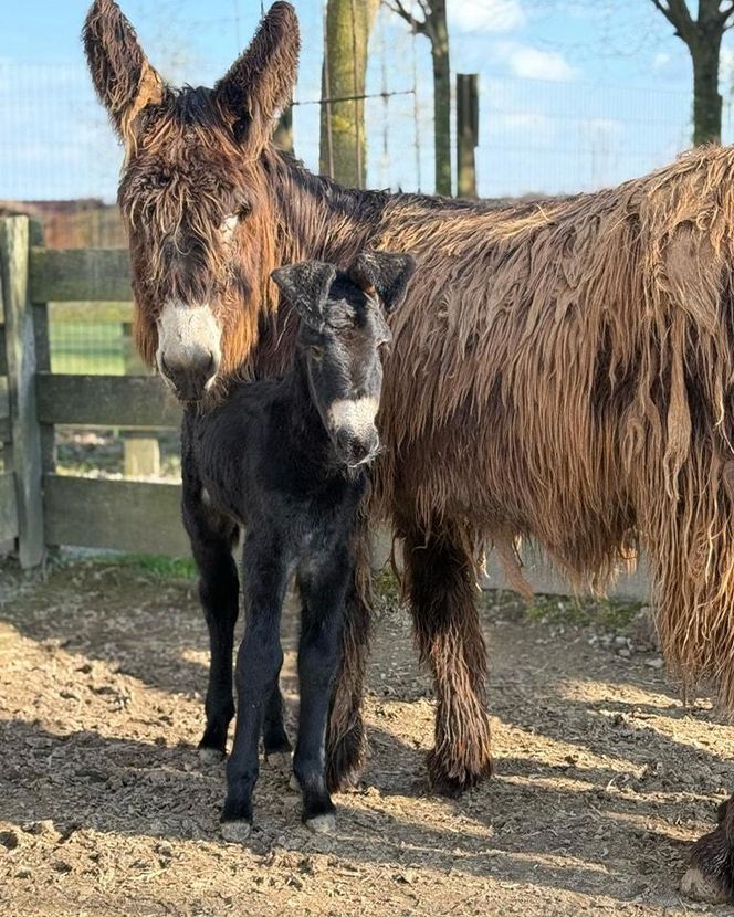 Nowy mieszkaniec zoo w Wojciechowie. To osiołek poitou