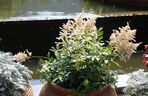 Tawułka japońska - Astilbe japonica
