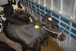 Krowy były przewożone w katastrofalnych warunkach 