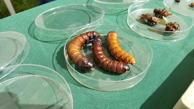 Bydgoski Festiwal Nauki