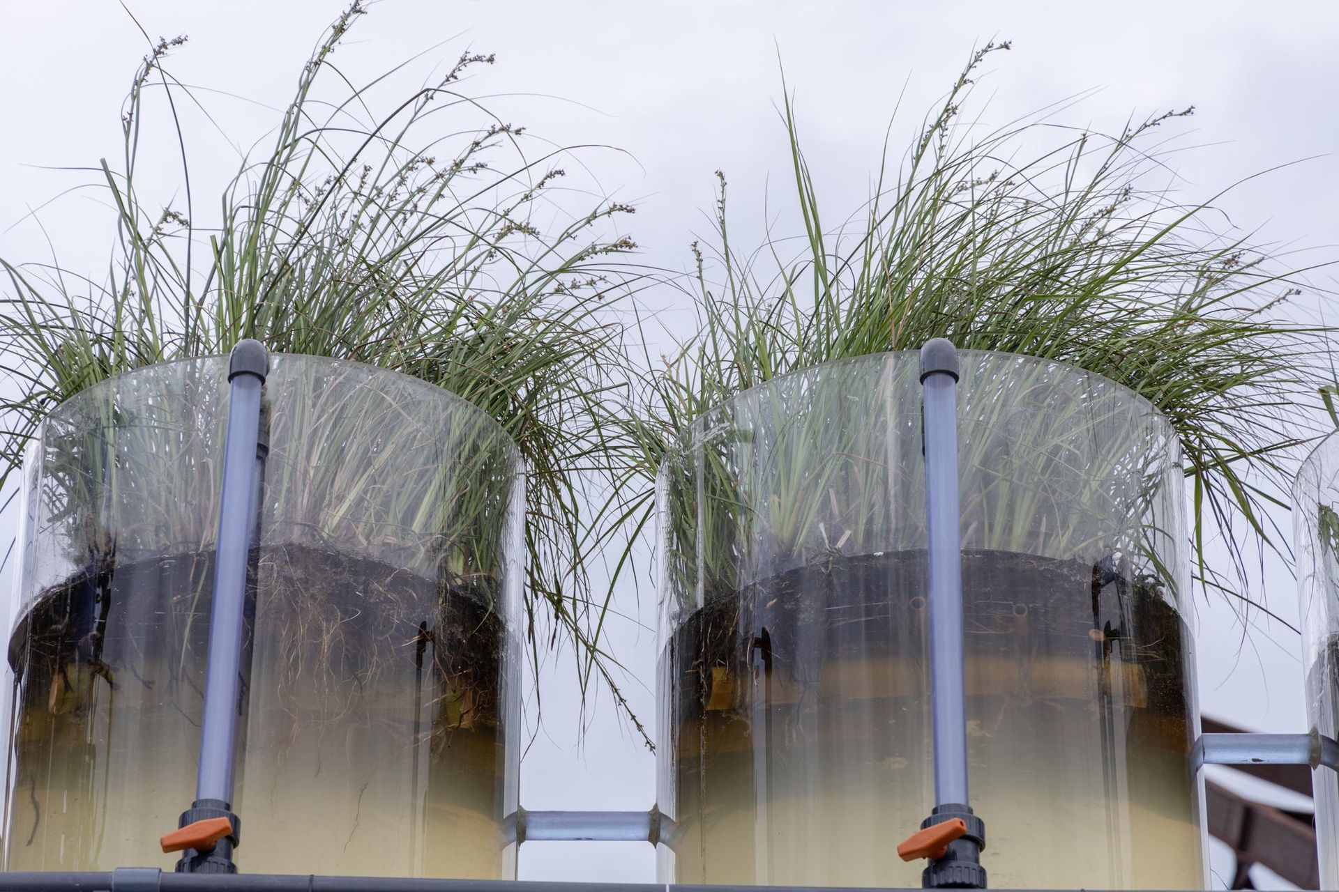 Canal Cafe ze Złotym Lwem - Biennale Wenecja 2025