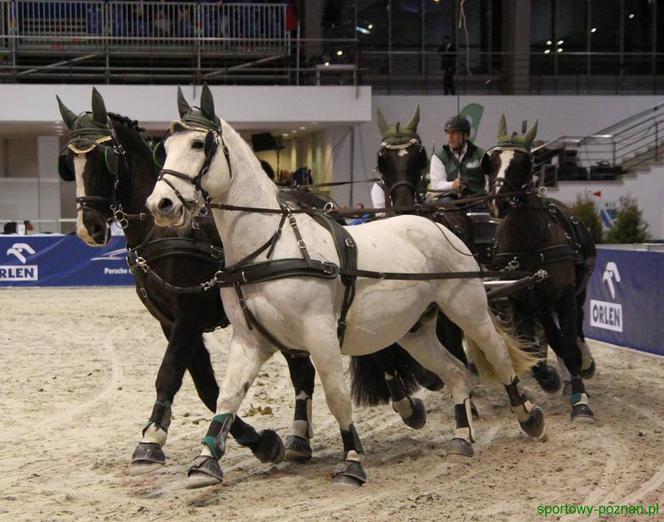 Cavaliada 2016: Piękne konie rywalizują na MTP