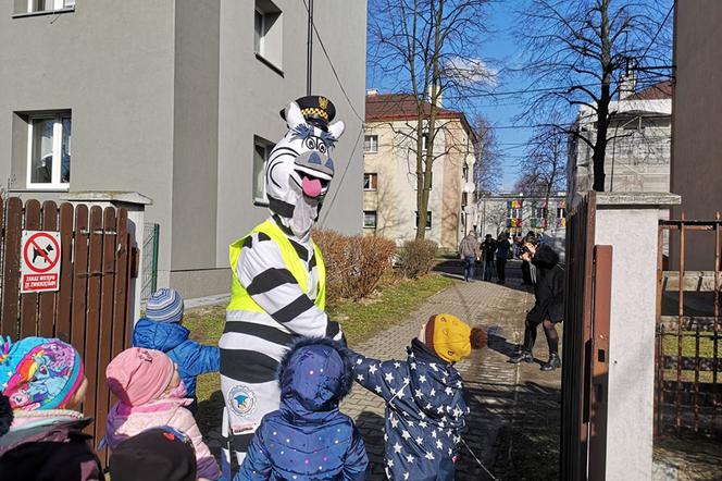 Zebra uczy dzieci przechodzić przez... zebrę