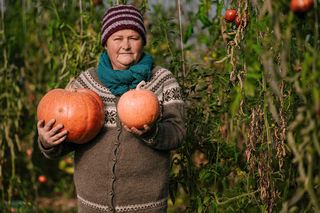 Dynie w tym roku mniejsze o 30 procent. Symbol jesieni i Halloween ginie w oczach. Dane od rolników z warmińsko-mazurskiego