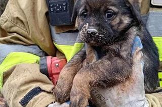 Lubelskie. Szczeniaki uwięzione w lisiej noże. Strażacy kopali w zmarzniętej ziemi przez 3 godziny