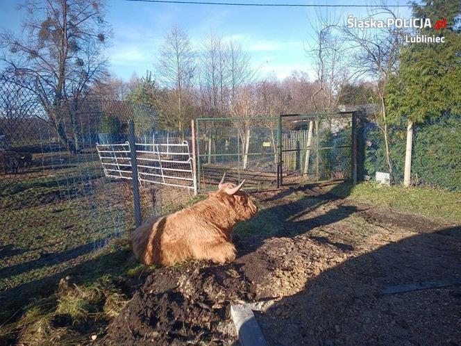 Byk Maciuś na gigancie