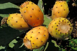 Figa kaktusowa, czyli opuncja jadalna: co warto wiedzieć o tym owocu? [WIDEO]