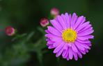 Aster krzaczasty