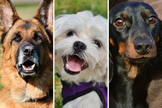 Gdybyś był psem to jakim? Sprawdź która rasa jest Tobie najbliższa QUIZ