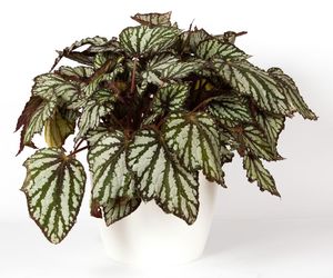Begonia królewska
