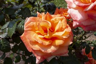 Róża wielkokwiatowa 'Danica'