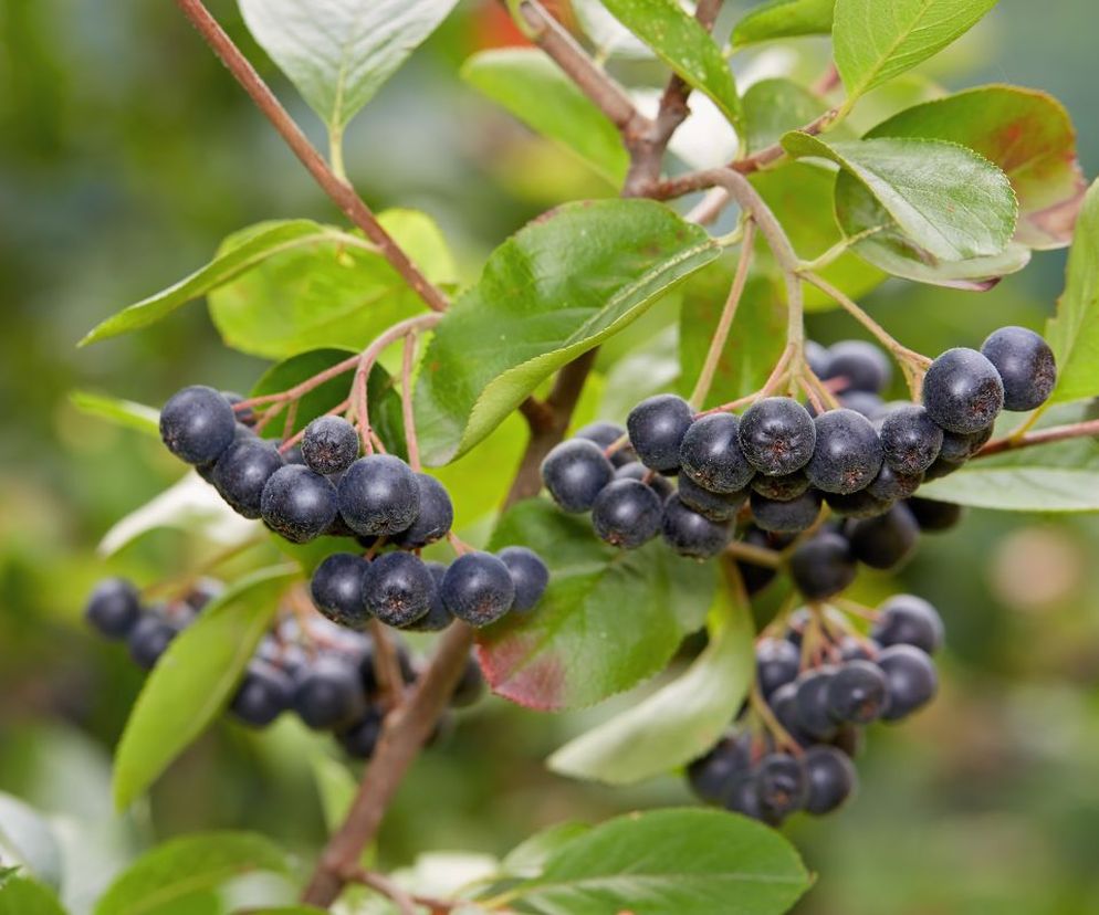 Aronia