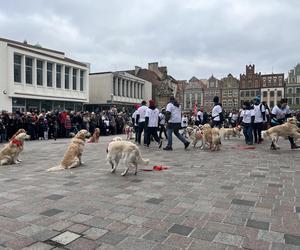 Golden Retriever WOŚP 2024 w Poznaniu. Psiaki też zbierają na dzieciaki. Kwesta na WOŚP i pokazy Golden Retrieverów 