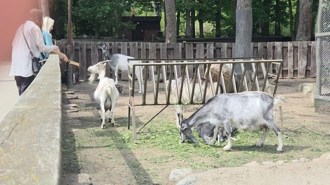 Zaglądamy do mieszkańców bydgoskiego ZOO. Kto mieszka w sercu Myślęcinka?