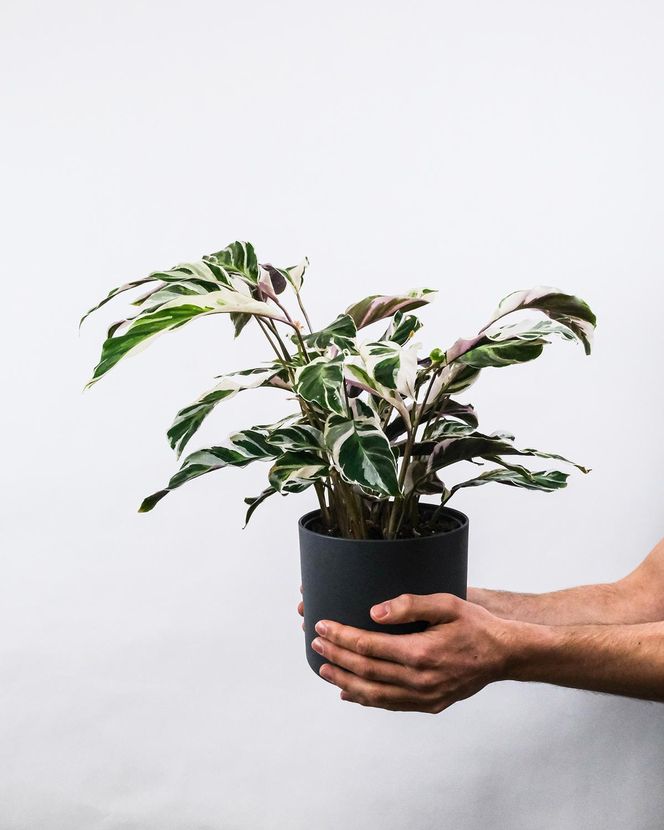 Kalatea 'Fusion White' (Calathea 'Fusion White').