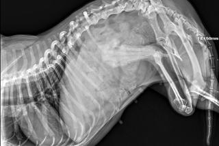 Format: Suczki Edi i Maffi potrzebują pomocy