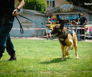 Wojewódzkie Obchody Święta Policji w Żorach 2024