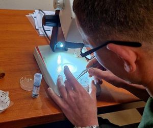 Leśnicy wyłapują groźne owady