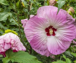 Hibiskus bagienny