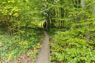Zaczarowany ogród Alicji w Krainie Czarów i ścieżka spacerowa w lesie. Leśny Ogród Botaniczny Marszewo