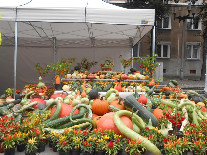 Żółte, pomarańczowe i zielone - za nami V festiwal "Zaklęte w dyni".