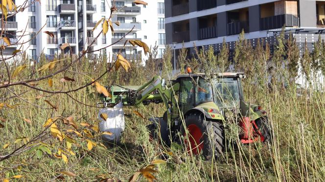 Trwają żniwa na słynnym lubelskim polu