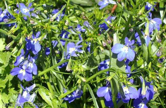 Lobelia: rośliny na balkon południowy
