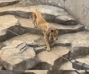 Szokujące nagranie z zoo. Skrajnie wychudzony lew ledwo się rusza