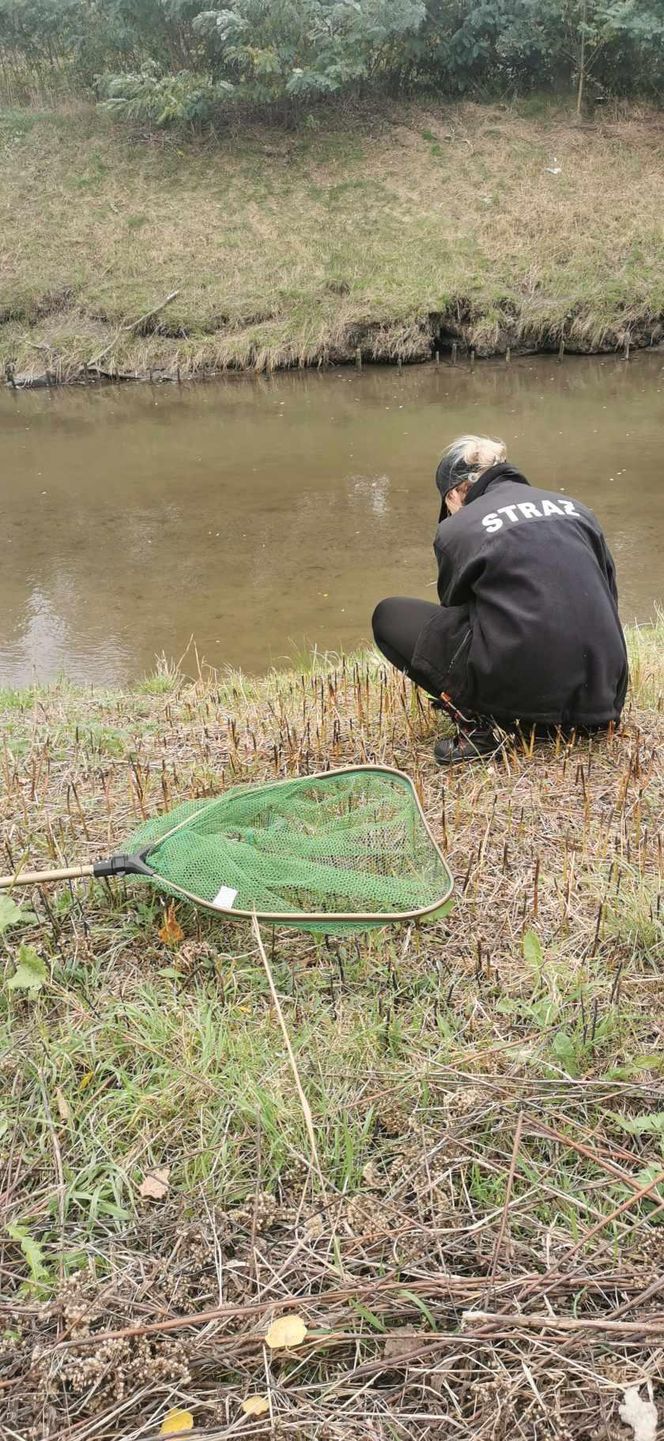 Nutrie w Rybniku są już odławiane