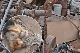 Pies umarł, jak żył: na łańcuchu, na złomowisku, nie miał nawet budy. Mam żal, do ludzi, że tak późno zareagowali