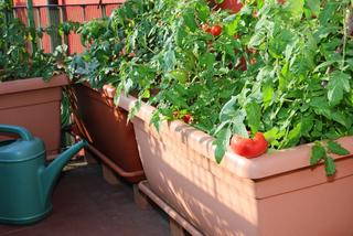 Warzywa na balkonie