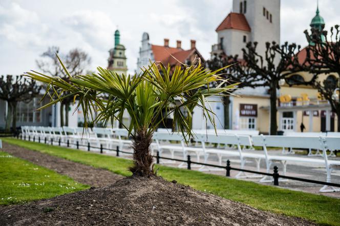 Palmy w Sopocie, zachęcają do spacerów [ZOBACZ ZDJĘCIA]