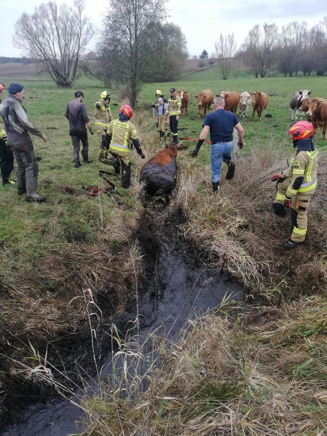 Krowa utknęła w błotnistym rowie. Bohaterska akcja strażaków pod Drawskiem