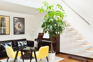 Pachira wodna: sekrety pielęgnacji tej egzotycznej rośliny!