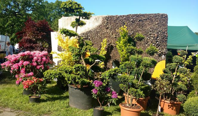 Chorzów: Kwiaty, zioła i dodatki do ogrodu. W Parku Śląskim trwa Święto Kwiatów [ZDJĘCIA]