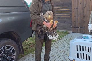  Ptak miał uszkodzony mięsień udowy. Dziś cieszy się wolnością