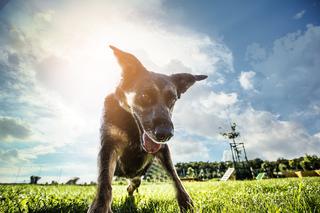 Trwa akcja Rekordowa Miska z Ceneo