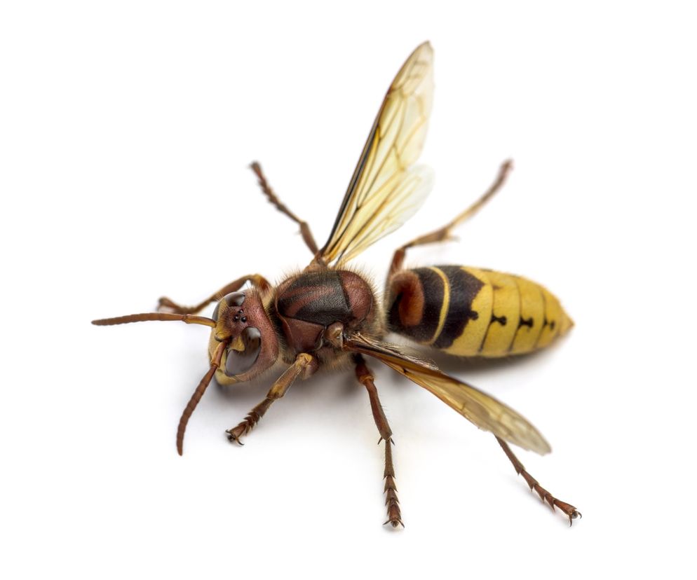 Szerszeń ma wyraźne żółto-czarne kolory. Przypomina osę, ale jest od niej znacznie większy.