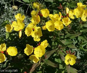 Wiesiołek krzewiasty - Oenothera fruticosa