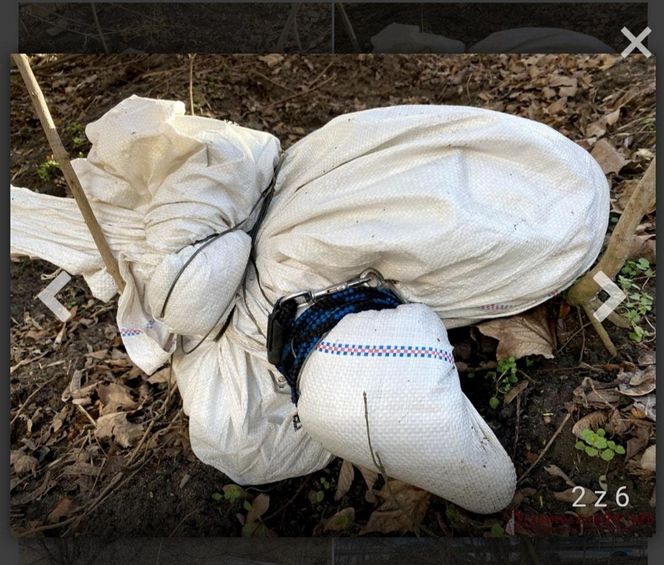 Za zabicie psa idzie za kratki