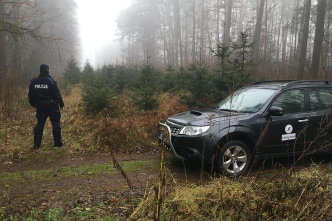 Policjanci i leśnicy zaglądają do lasów. Sprawdzają, czy giną choinki