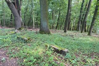 Tak wygląda opuszczony cmentarz w Łagowie, w woj. lubuskim