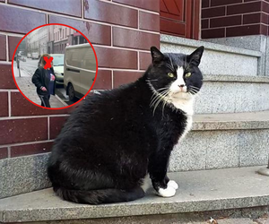 Kot Gacek został prawie porwany? Zaskakujące informacje dotyczące szczecińskiego celebryty 