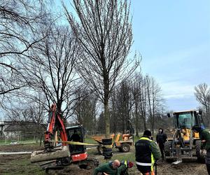 Wielkie drzewa staną w Ogrodzie Płaszów. Nasadzenia już trwają