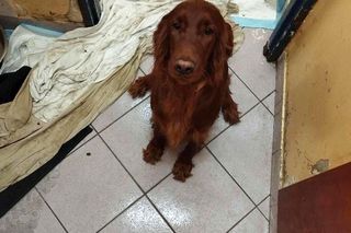 59-latka przetrzymywała psy i koty w koszmarnych warunkach