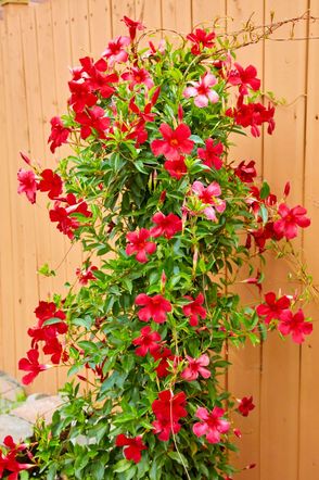 Mandevilla