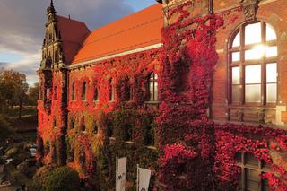 Te widoki zapierają dech w piersiach. Piękna jesień we Wrocławiu   