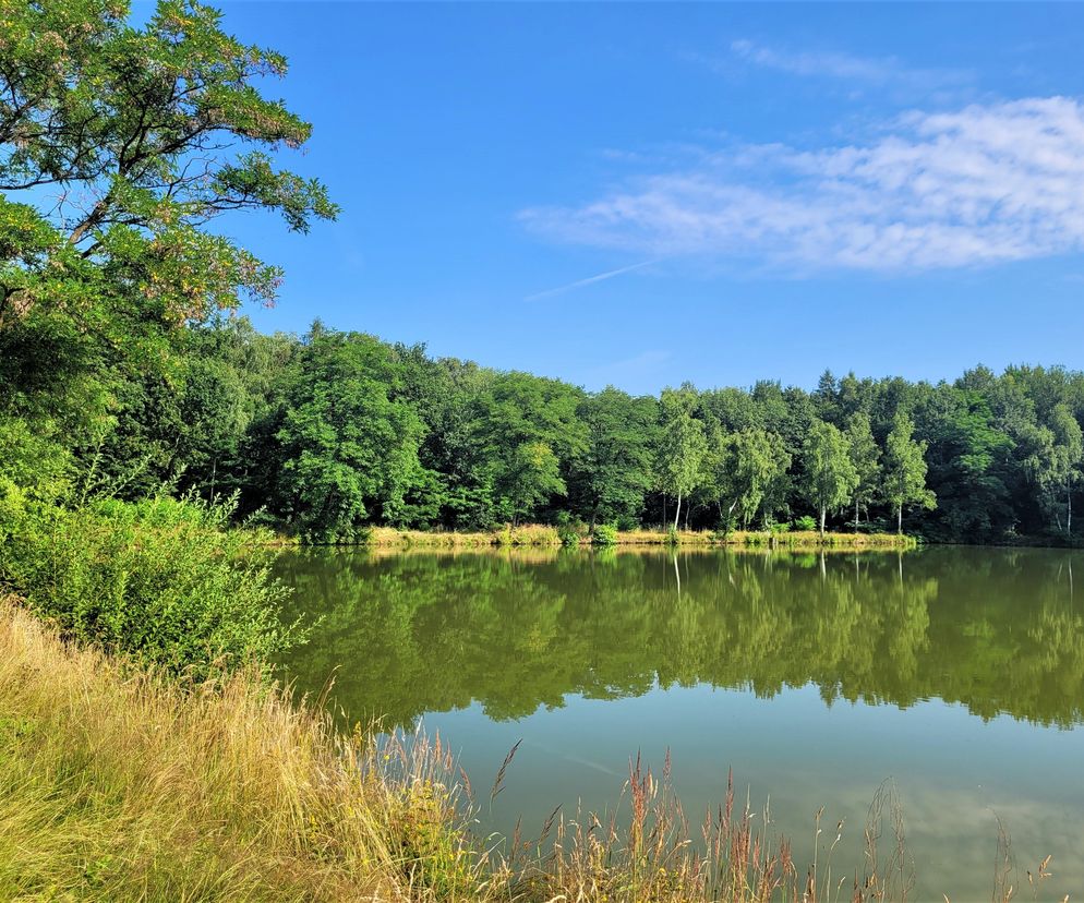 Kraków - Park Tetmajera