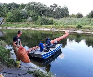 Przedłużono zakaz korzystania z jeziora Dzierżno Duże. Odłowiono już ponad 111 ton śniętych ryb