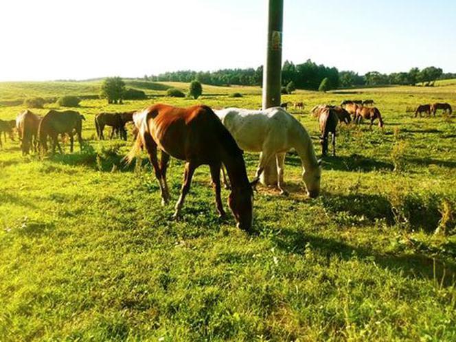 Warmia i Mazury. Wypoczynek bez tłumów